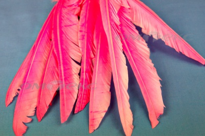Декоративный Пучок из перьев, перо 25см/розовый - купить в Октябрьском. Цена: 14.40 руб.