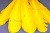 Декоративный Пучок из перьев, перо 23см/желтый - купить в Октябрьском. Цена: 12.19 руб.